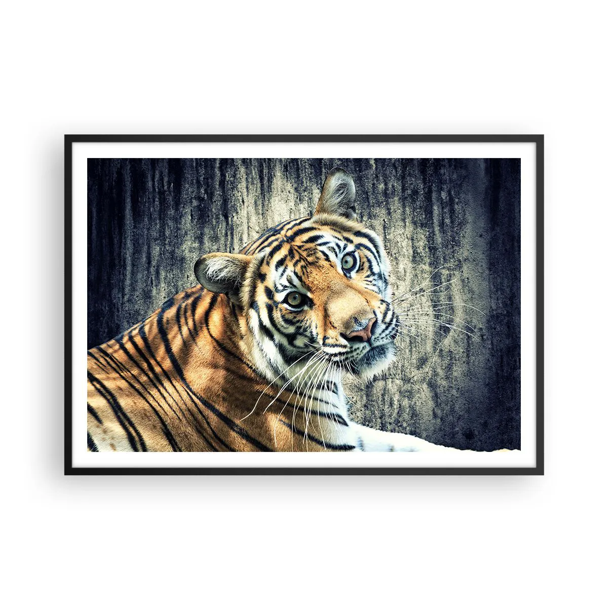 Poster in einem schwarzem Rahmen Arttor 100x70 cm - Portrait in Lichtstrahlen - Tiere, Tiger, Afrika, Wildes Tier, Indien, Ins Wohnzimmer, Für Schlafzimmer, Weiß, Braun, Horizontal, P2BAA100x70-2464