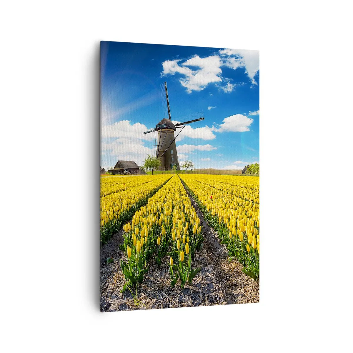 Bild auf Leinwand - Leinwandbild - Ein Feld mit gelben Tulpen mit Windmühlen am Horizont - 80x120cm - Holländischer geht's nicht - Moderne Wanddekoration für Wohnzimmer und Schlafzimmer ARTTOR