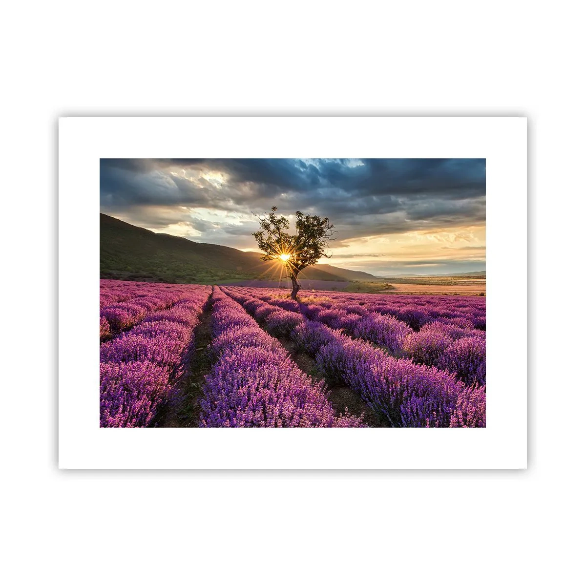 Poster - Fliederfarbenes Aroma - 40x30 cm