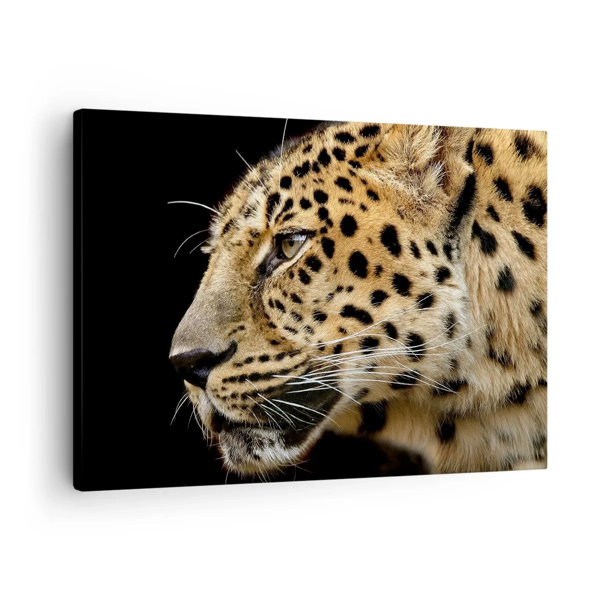 Bild auf Leinwand - Leinwandbild - Nahaufnahme des Kopfes eines Leoparden vor schwarzem Hintergrund - 70x50cm - Ruhig, fokussiert, bereit - Moderne Wanddekoration für Wohnzimmer und Schlafzimmer ARTTOR