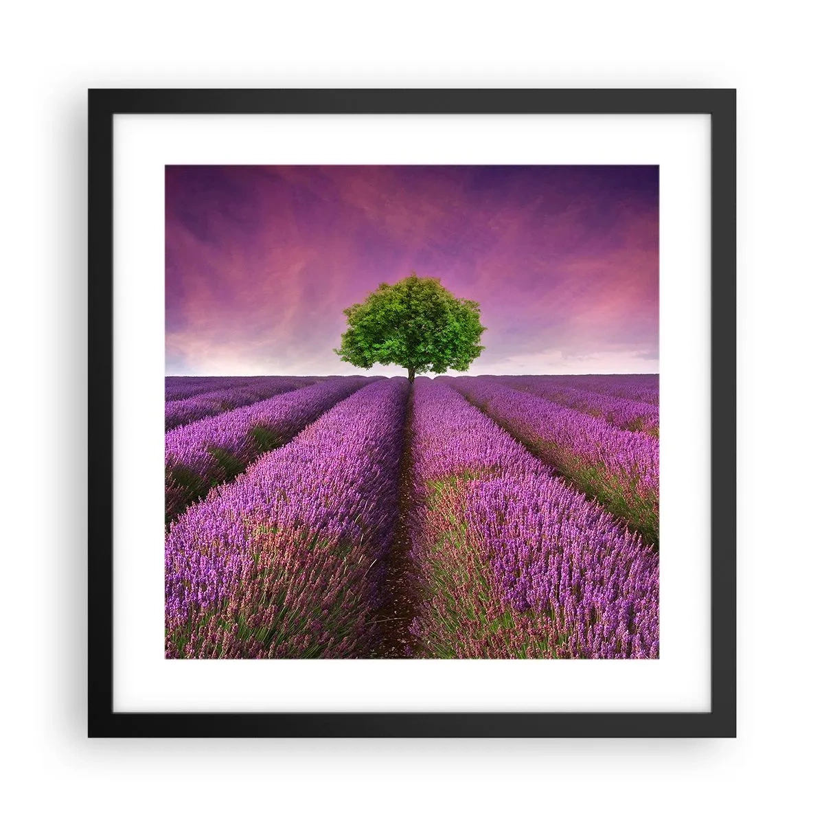 Poster in einem schwarzem Rahmen - Auf Lavendelfeldern - 40x40 cm