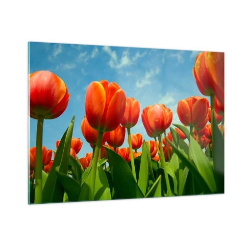 Glasbild - Bild auf glas - Ein Feld mit roten Tulpen unter blauem Himmel - 100x70cm - Außer dem blauen Himmel brauchen sie nichts in ihrem Leben - Moderne Wanddekoration für Wohnzimmer und Schlafzimmer ARTTOR