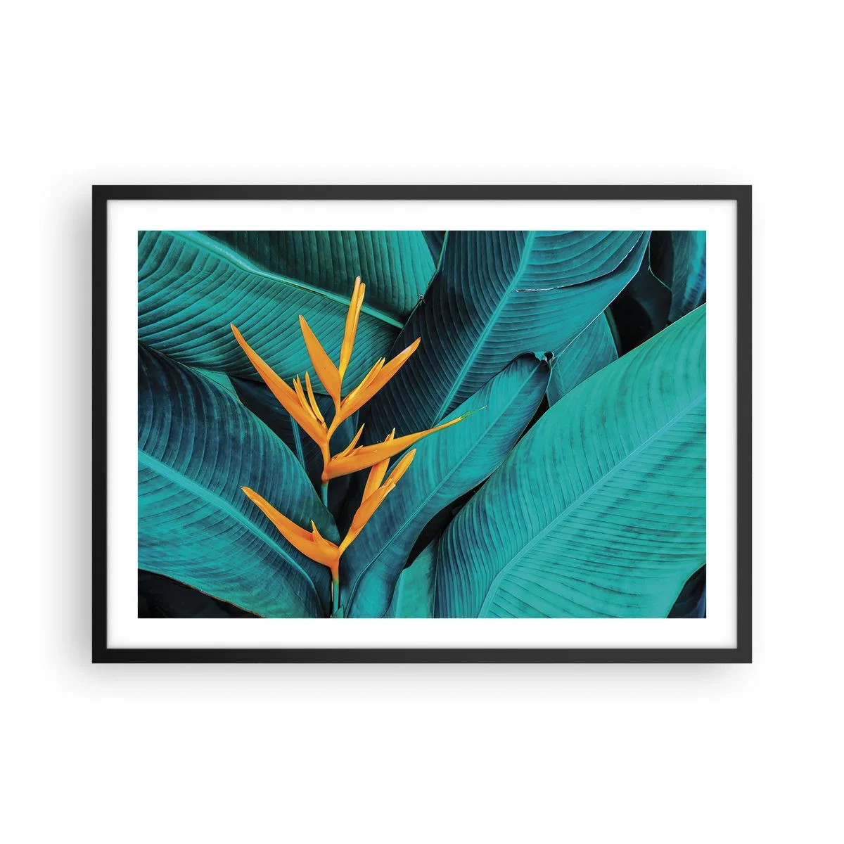 Poster in einem schwarzem Rahmen - Eine exotische Blume vor einem Hintergrund aus Bananenblättern in Türkistönen. - 70x50cm - Eden-Blume - Moderne Wanddekoration für Wohnzimmer und Schlafzimmer ARTTOR