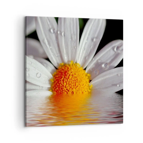 Bild auf Leinwand - Leinwandbild - Die aufgehende Sonne der Gänseblümchen - 60x60 cm