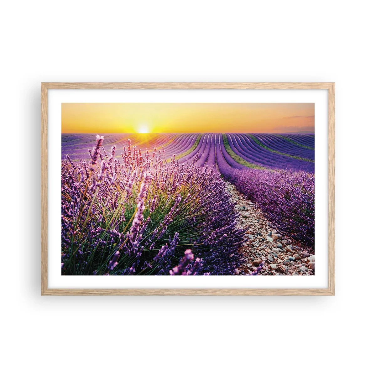 Poster in einem Rahmen aus heller Eiche - Duftende Kornfelder - 70x50 cm