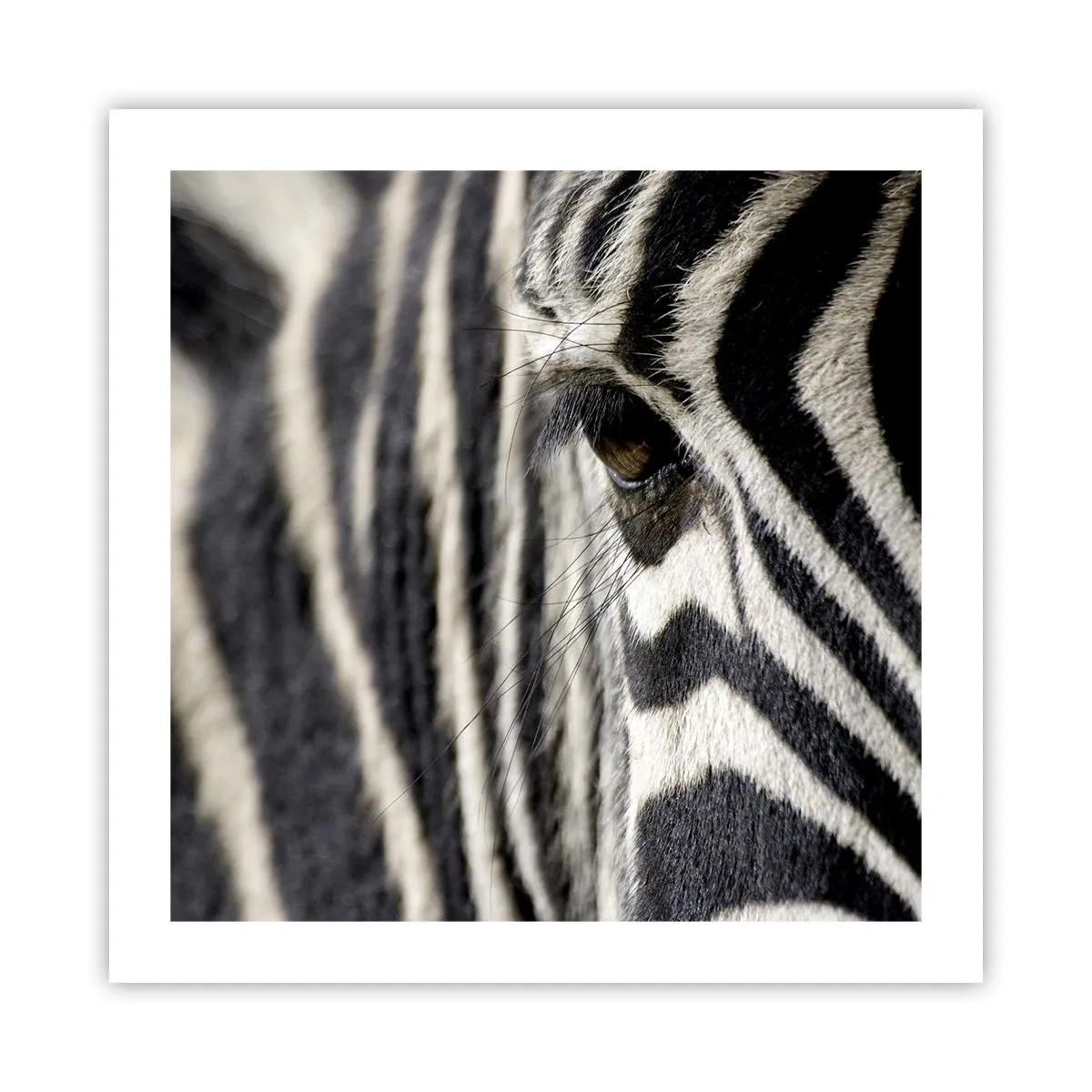 Poster - Gestreiftes Porträt - 50x50 cm