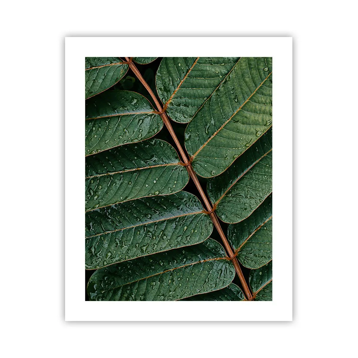 Poster - Im grünen Rhythmus - 40x50 cm