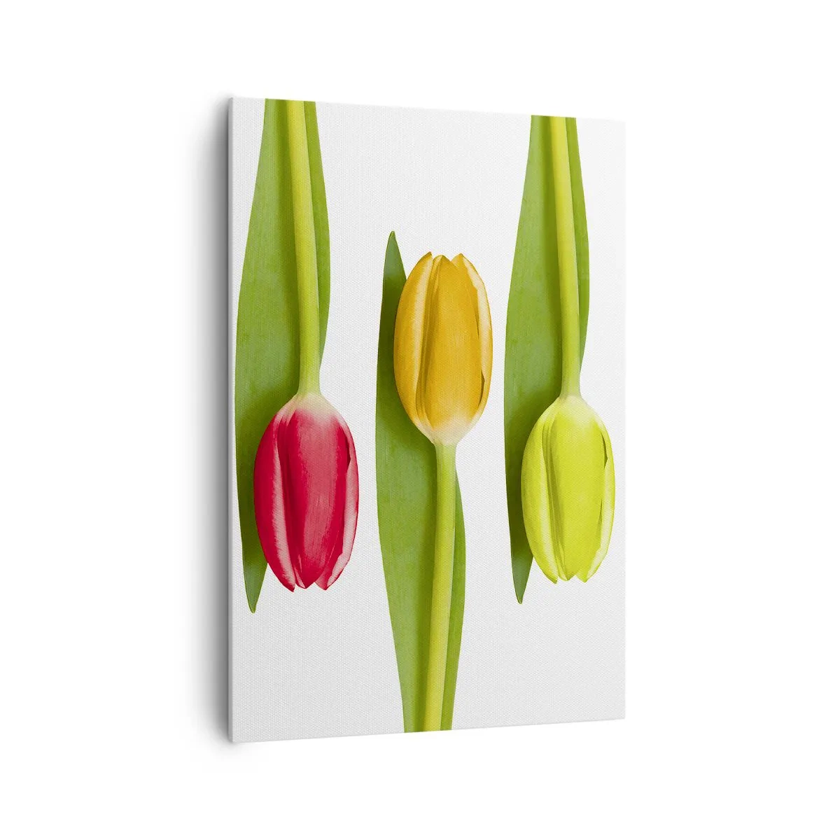 Bild auf Leinwand - Leinwandbild - Bunte Tulpen in einer Reihe auf weißem Hintergrund angeordnet - 70x100cm - Regenbogenkomposition - Moderne Wanddekoration für Wohnzimmer und Schlafzimmer ARTTOR