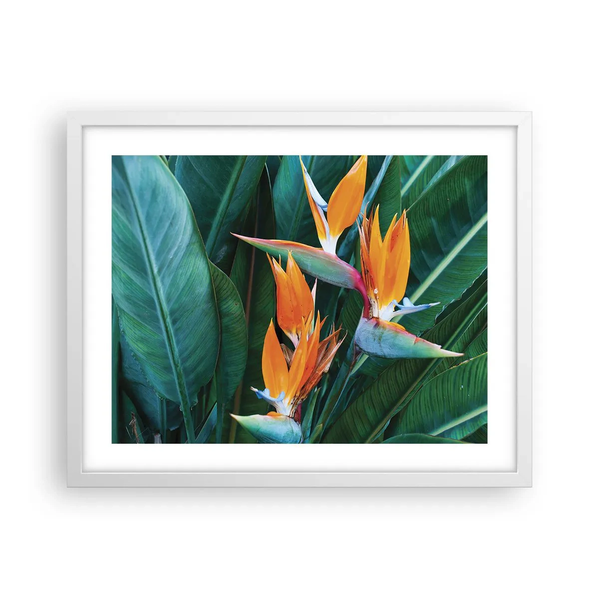 Poster in einem weißen Rahmen - Ist es eine Blume oder ist es ein Vogel? - 50x40 cm