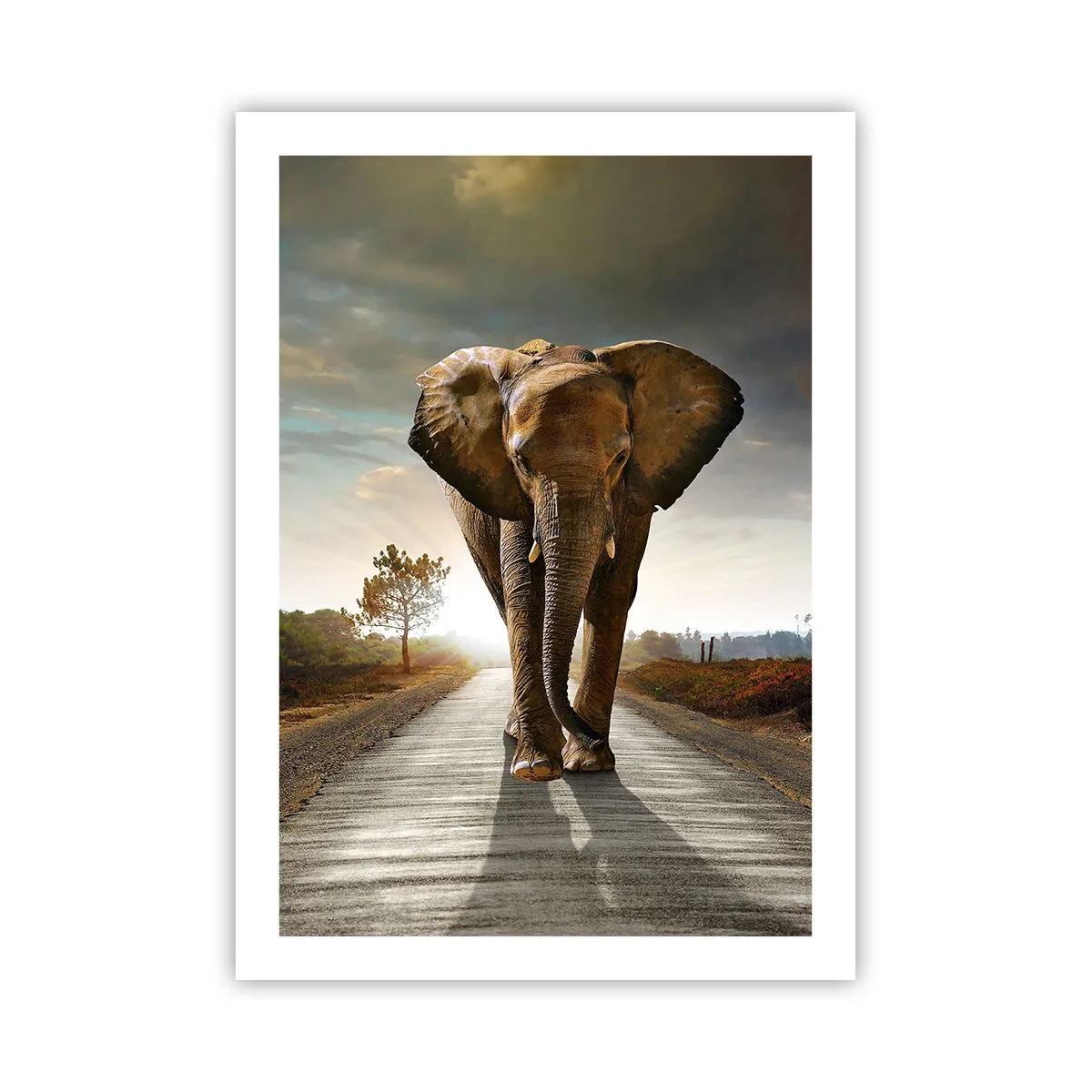 Poster - Ein Elefant, der bei Sonnenuntergang die Straße entlang läuft - 50x70cm - Und schon gar nicht in einem Porzellanlager - Moderne Wanddekoration für Wohnzimmer und Schlafzimmer ARTTOR