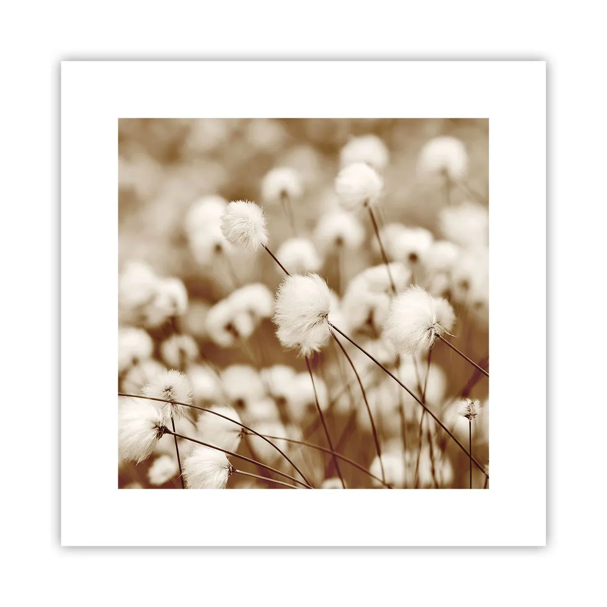 Poster - Flauschiges Kornfeld - 30x30 cm