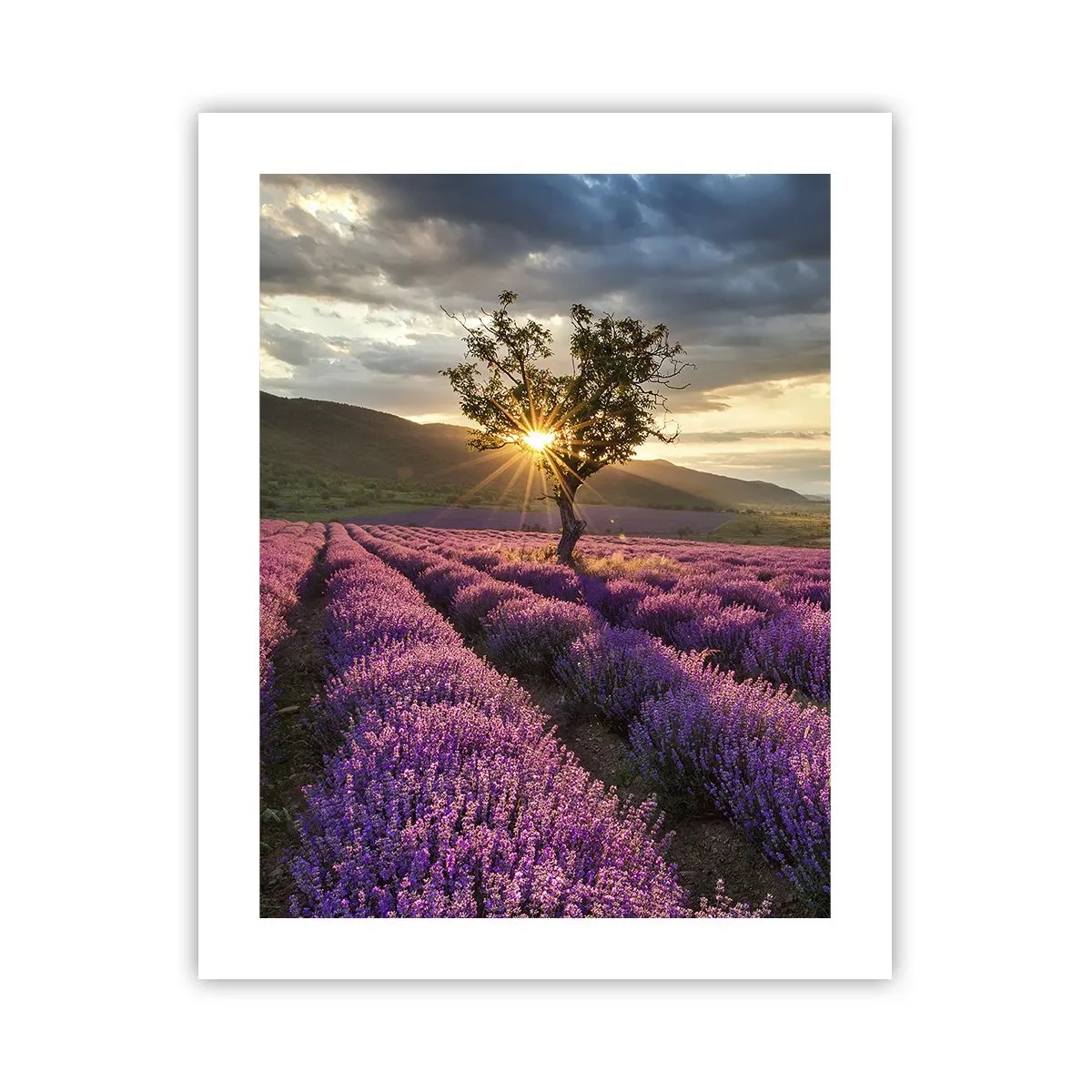 Poster - Fliederfarbenes Aroma - 40x50 cm
