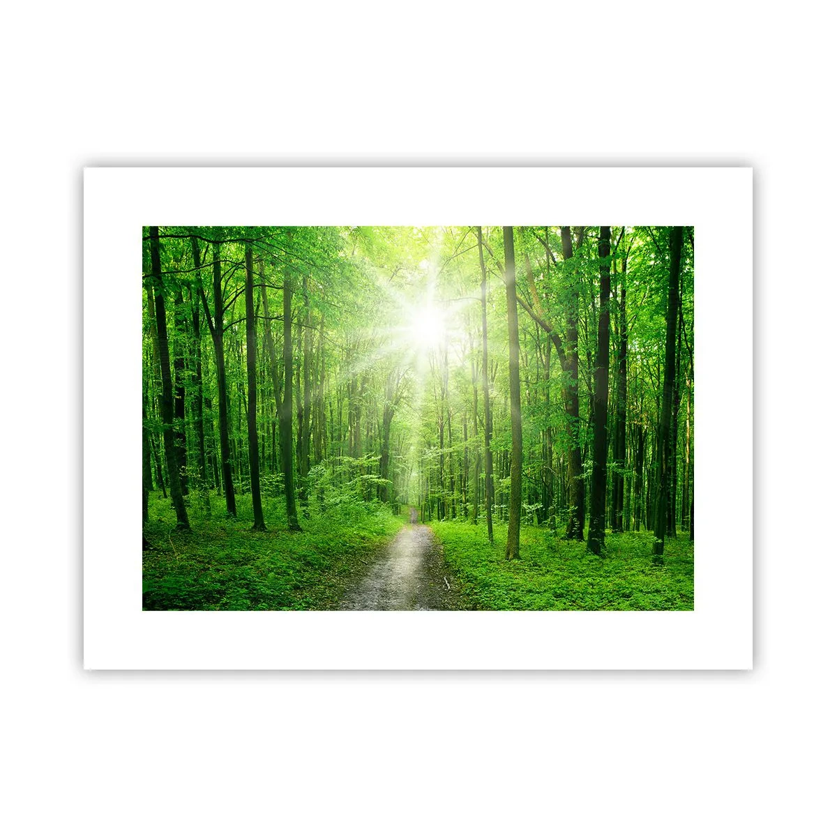 Poster - Die grüne Kathedrale - 40x30 cm