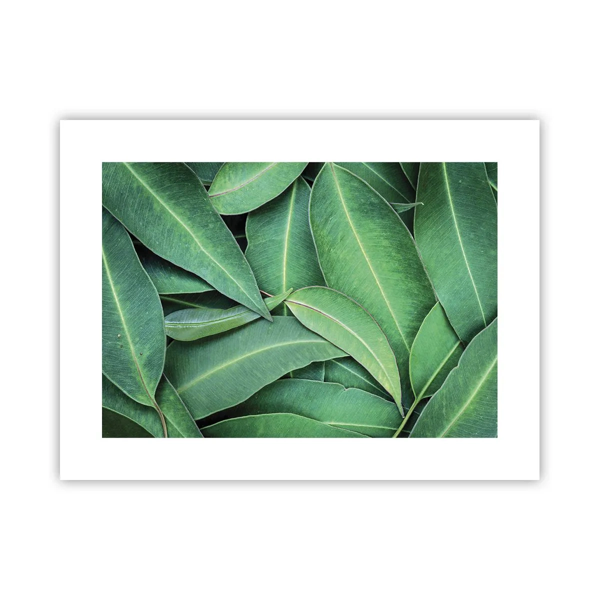 Poster - Saftig und frisch - 40x30 cm