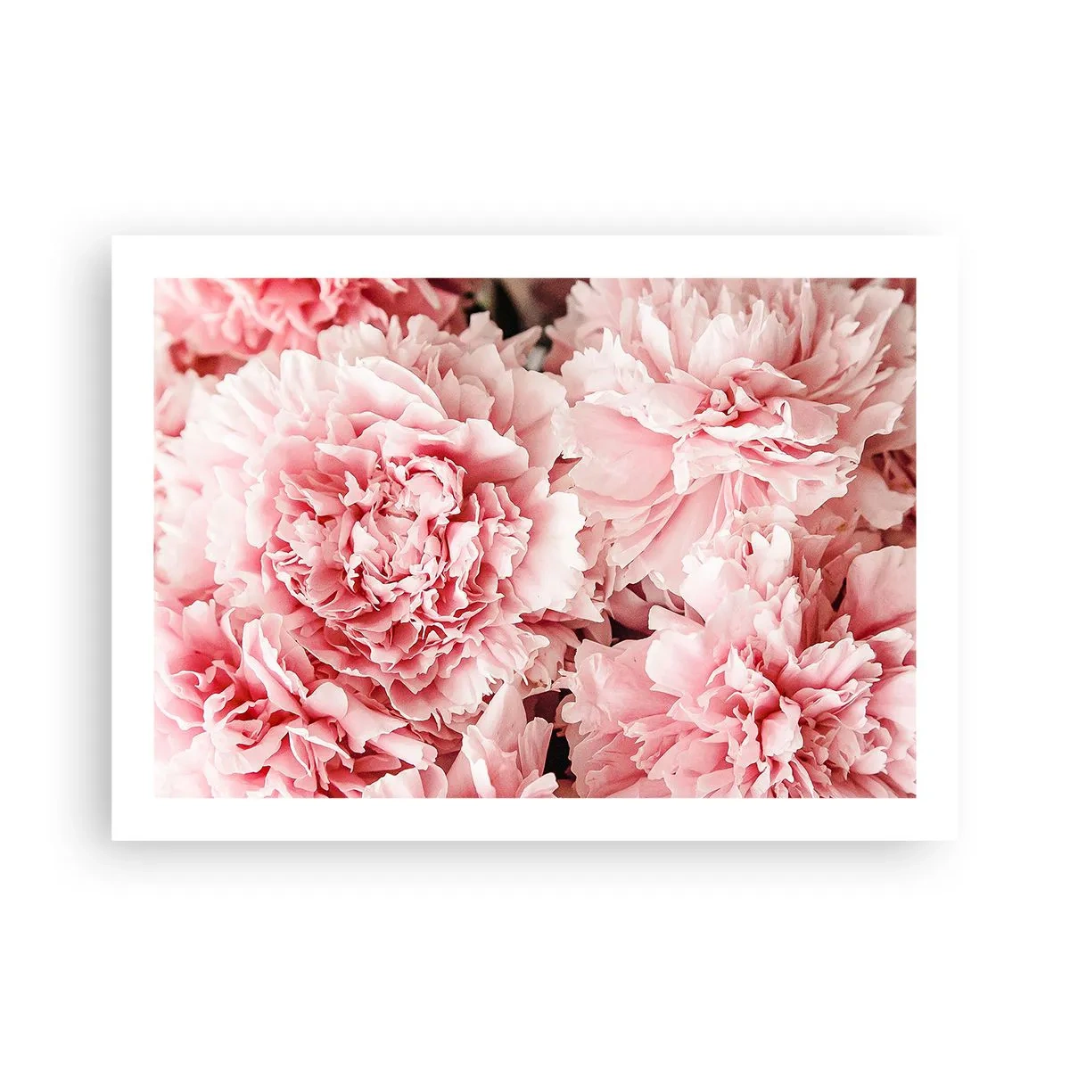 Poster - Rosa Traum - 70x50 cm