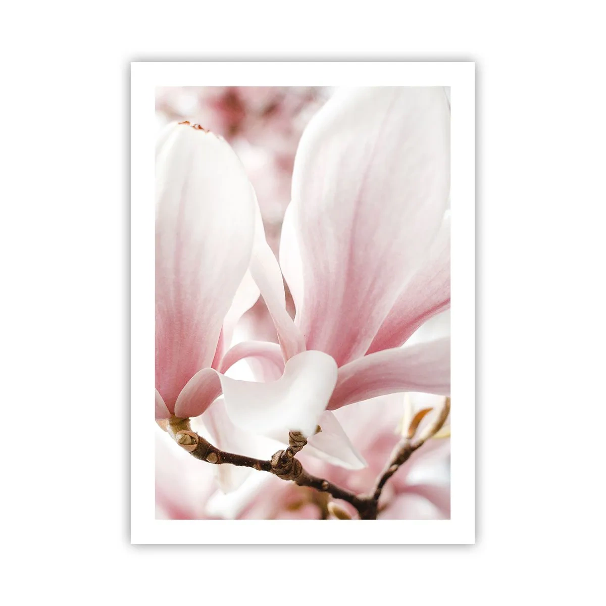 Poster - Zarte rosa Magnolienblütenblätter auf unscharfem Hintergrund - 50x70cm - Eine Fülle von Zärtlichkeit - Moderne Wanddekoration für Wohnzimmer und Schlafzimmer ARTTOR