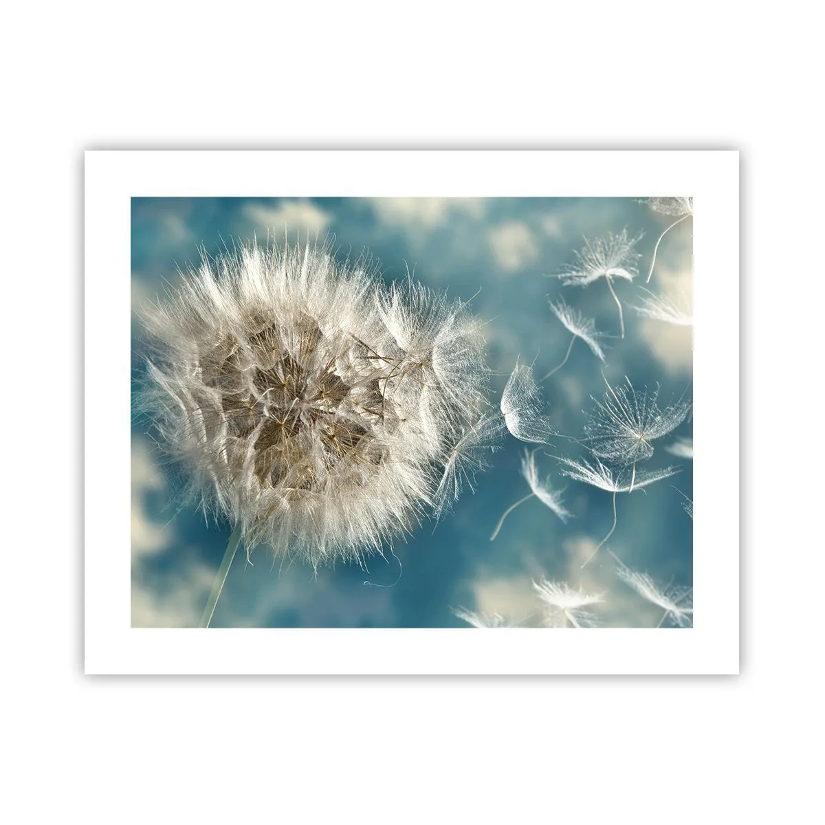 Poster - Engelsatem - 50x40 cm