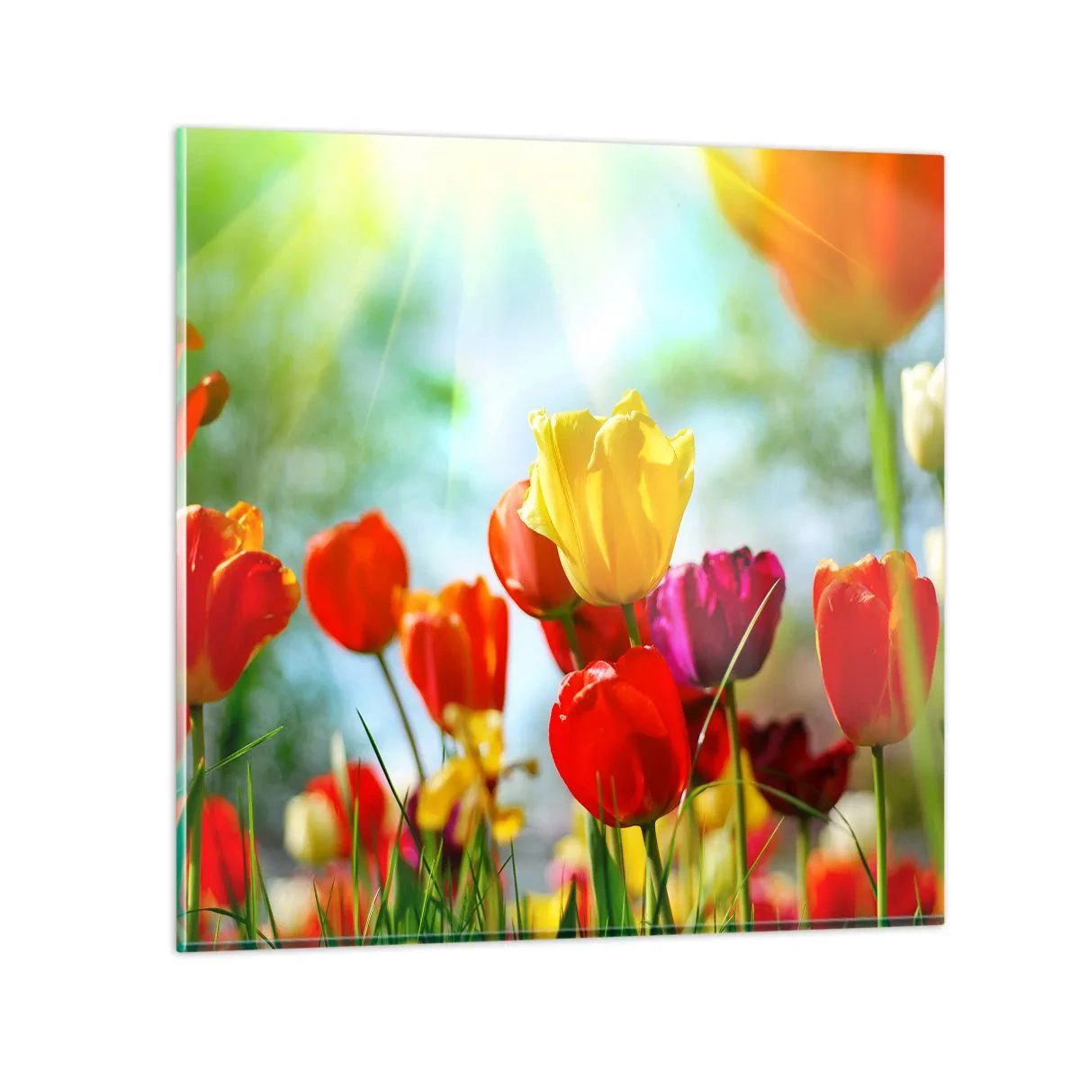 Glasbild - Bild auf glas - Alle Farben der Sonne - 60x60 cm