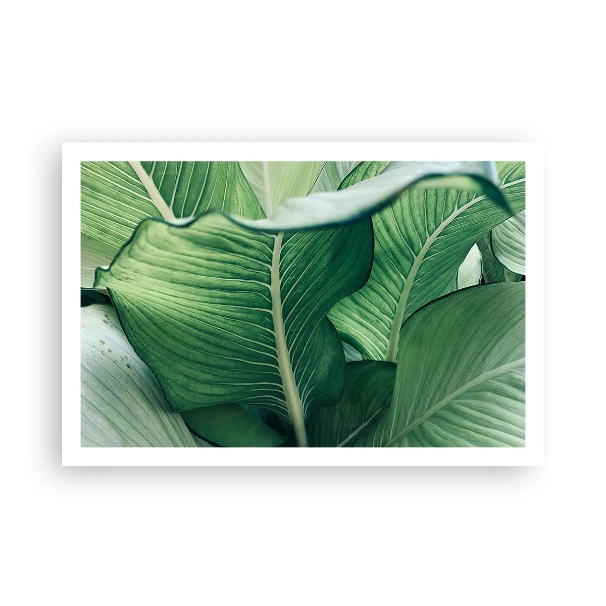 Poster - Intensiv grünes Leben - 91x61 cm