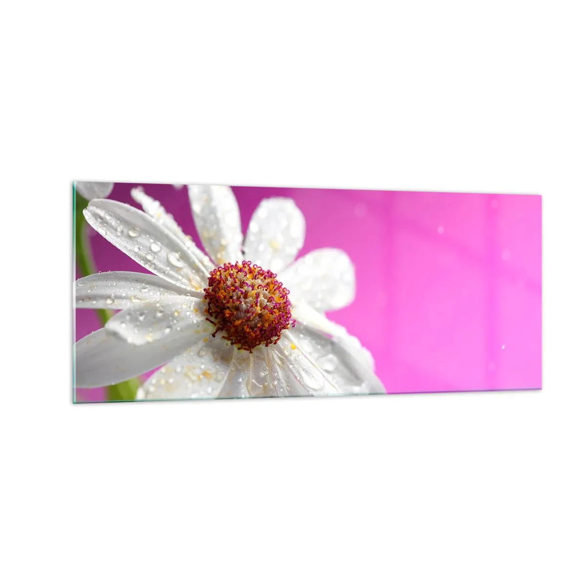 Glasbild - Bild auf glas - Bescheiden in seiner Schönheit - 100x40 cm