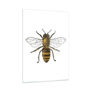 Glasbild - Bild auf glas - Detaillierte Darstellung einer Biene auf weißem Hintergrund - 50x70cm - Schön und gut - Moderne Wanddekoration für Wohnzimmer und Schlafzimmer ARTTOR