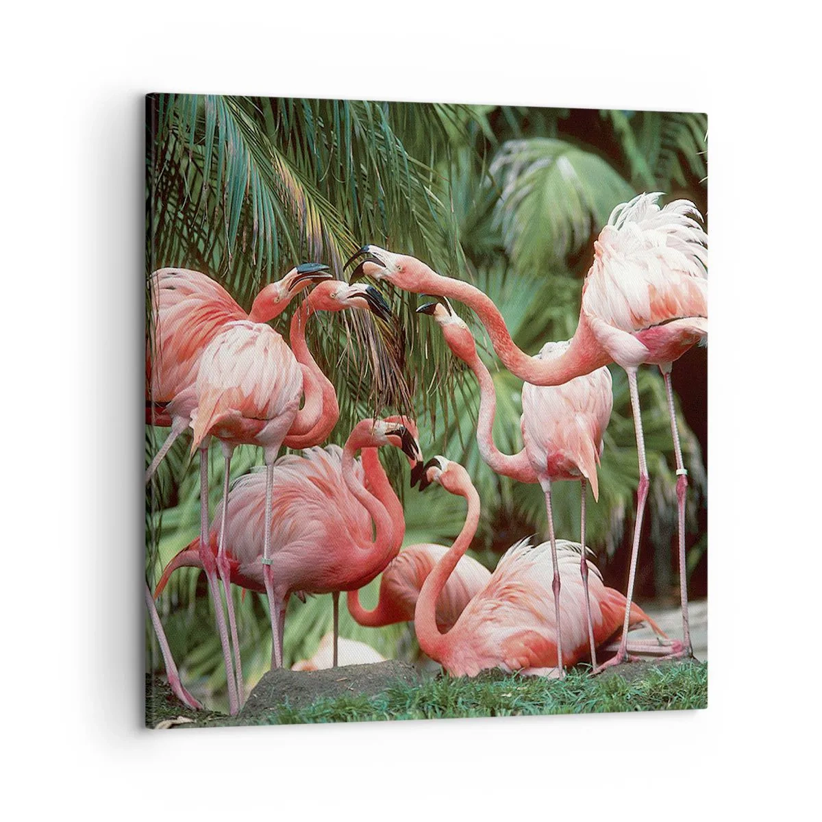 Bild auf Leinwand - Leinwandbild - Nachmittagsklatsch - 50x50 cm