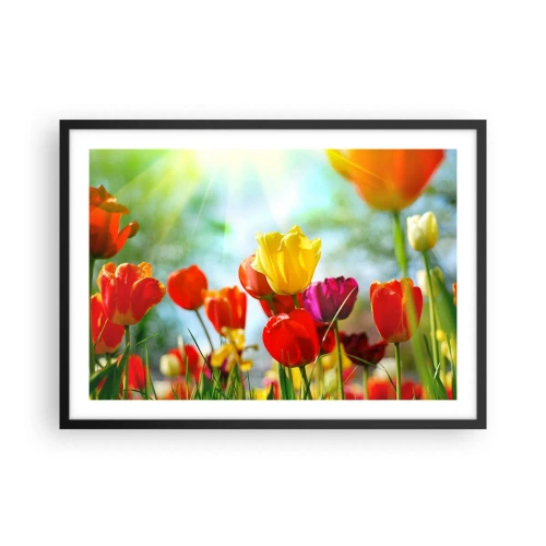 Poster in einem schwarzem Rahmen - Bunte Tulpen im Sonnenschein - 70x50cm - Alle Farben der Sonne - Moderne Wanddekoration für Wohnzimmer und Schlafzimmer ARTTOR