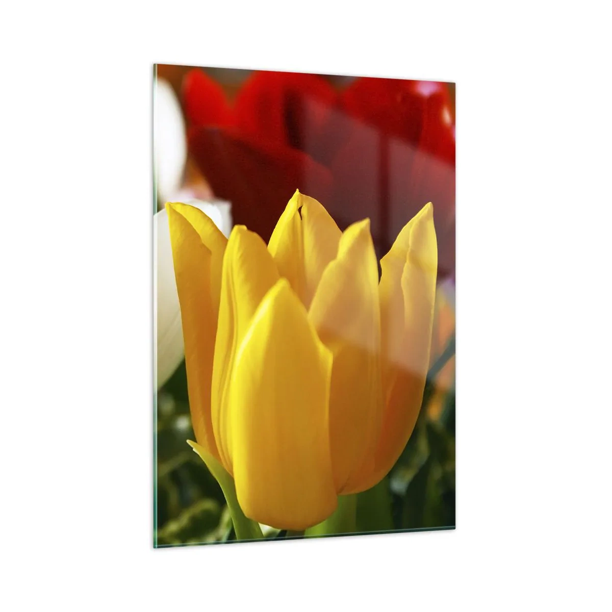 Glasbild - Bild auf glas - Bunte Tulpen Nahaufnahme - 50x70cm - Tulpenfieber - Moderne Wanddekoration für Wohnzimmer und Schlafzimmer ARTTOR