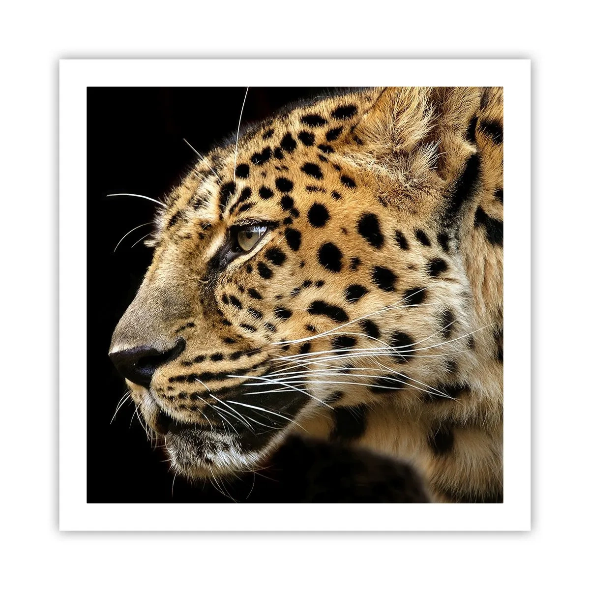 Poster - Ruhig, fokussiert, bereit - 60x60 cm