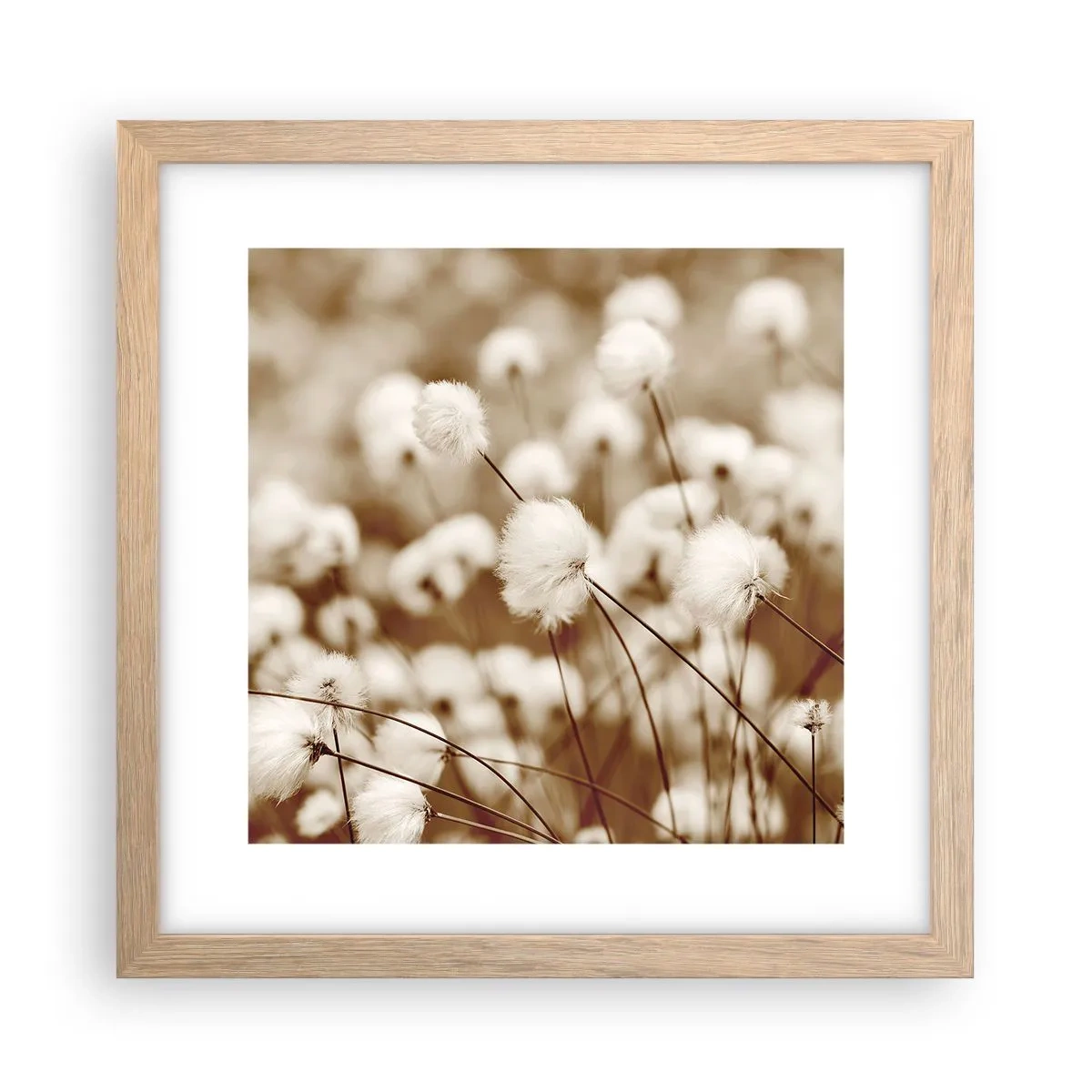 Poster in einem Rahmen aus heller Eiche - Flauschiges Kornfeld - 30x30 cm