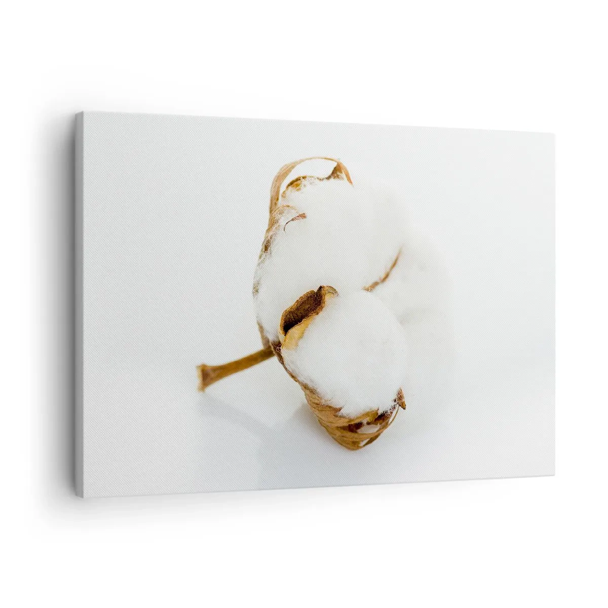 Bild auf Leinwand - Leinwandbild - Ein Baumwollzweig auf hellem Hintergrund in minimalistischem Ansatz - 70x50cm - Von Natur aus weich - Moderne Wanddekoration für Wohnzimmer und Schlafzimmer ARTTOR