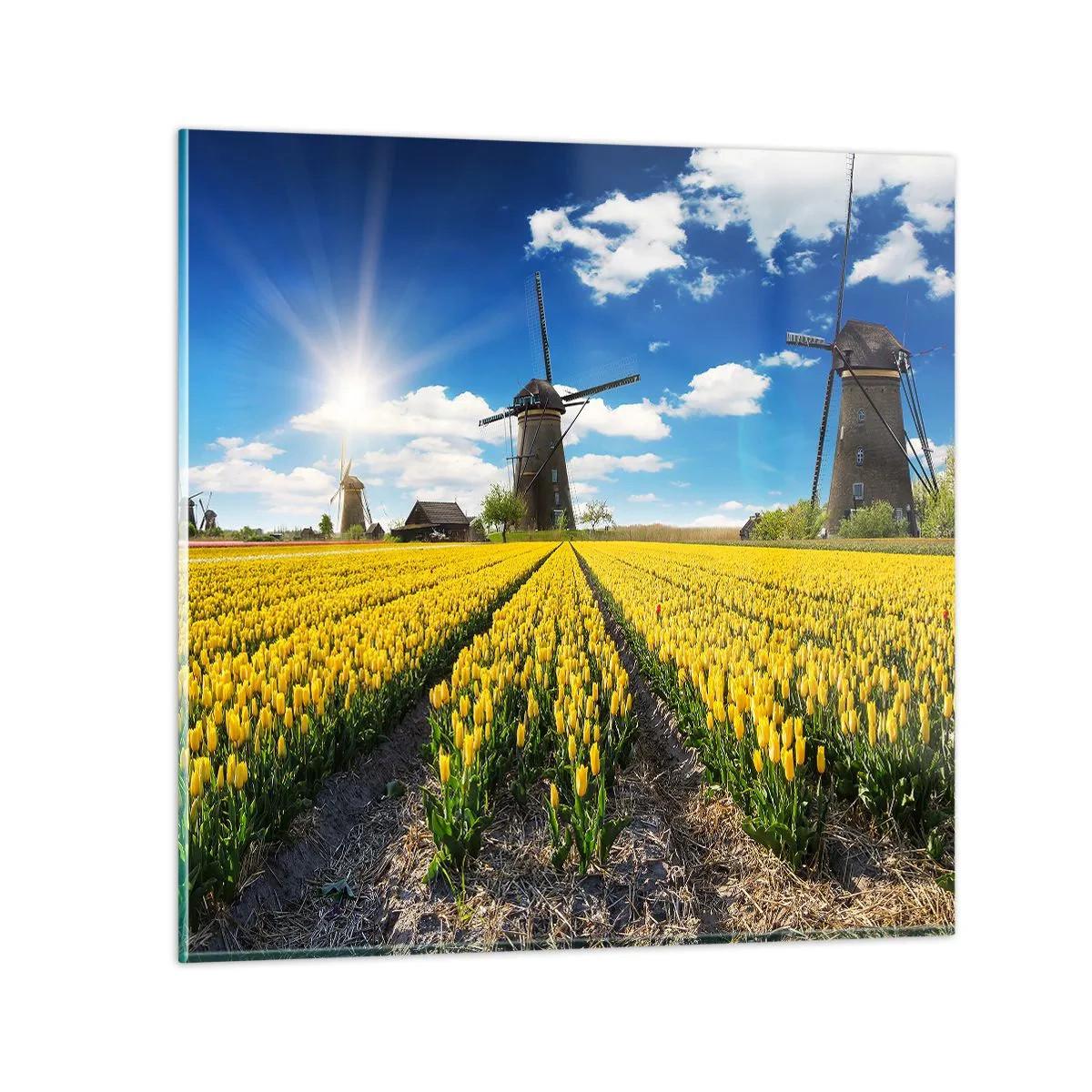 Glasbild - Bild auf glas - Holländischer geht's nicht - 60x60 cm