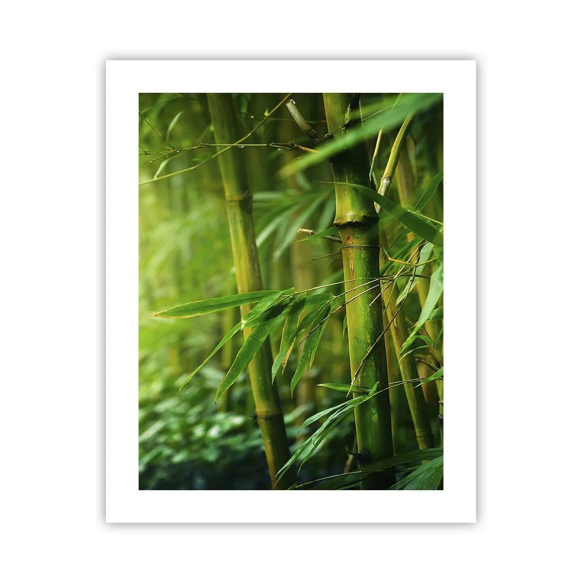 Poster - Lerne Grün selbst kennen - 40x50 cm