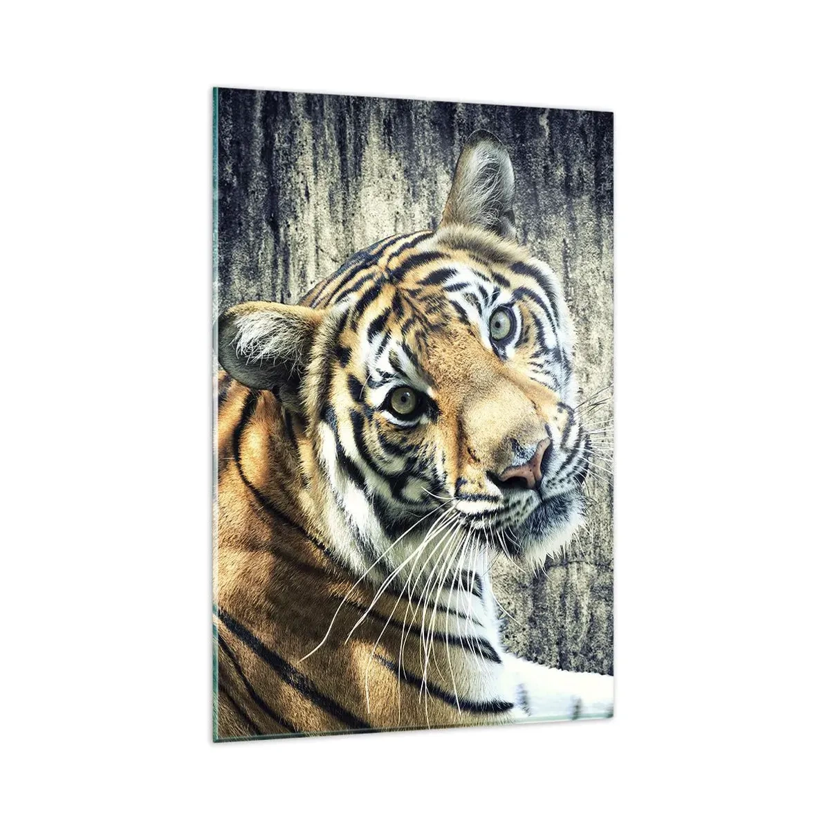 Glasbild - Bild auf glas - Ein Tiger liegt an einer rauen Wand - 80x120cm - Portrait in Lichtstrahlen - Moderne Wanddekoration für Wohnzimmer und Schlafzimmer ARTTOR