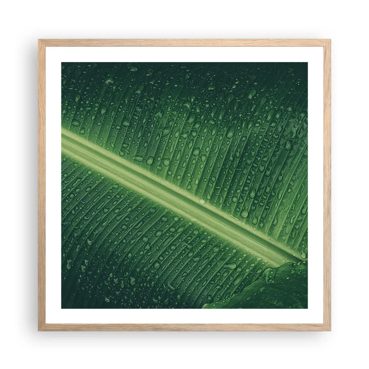 Poster in einem Rahmen aus heller Eiche - Die Struktur des Grüns - 60x60 cm