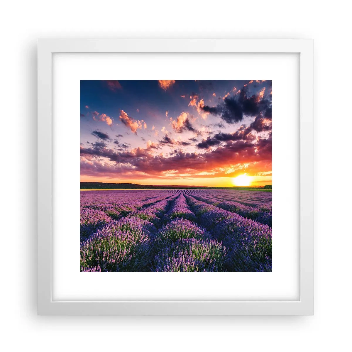 Poster in einem weißen Rahmen - Lavendel Welt - 30x30 cm
