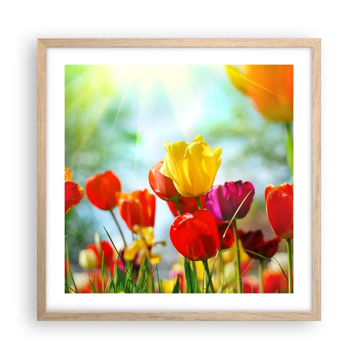 Poster in einem Rahmen aus heller Eiche - Alle Farben der Sonne - 50x50 cm