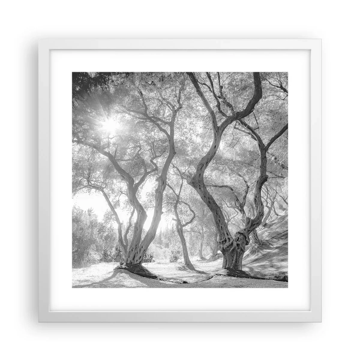 Poster in einem weißen Rahmen - Im Olivenhain - 40x40 cm