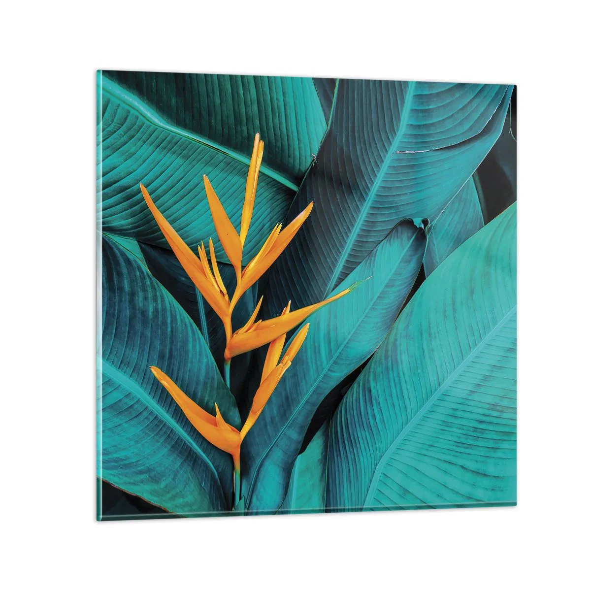 Glasbild - Bild auf glas - Eden-Blume - 60x60 cm