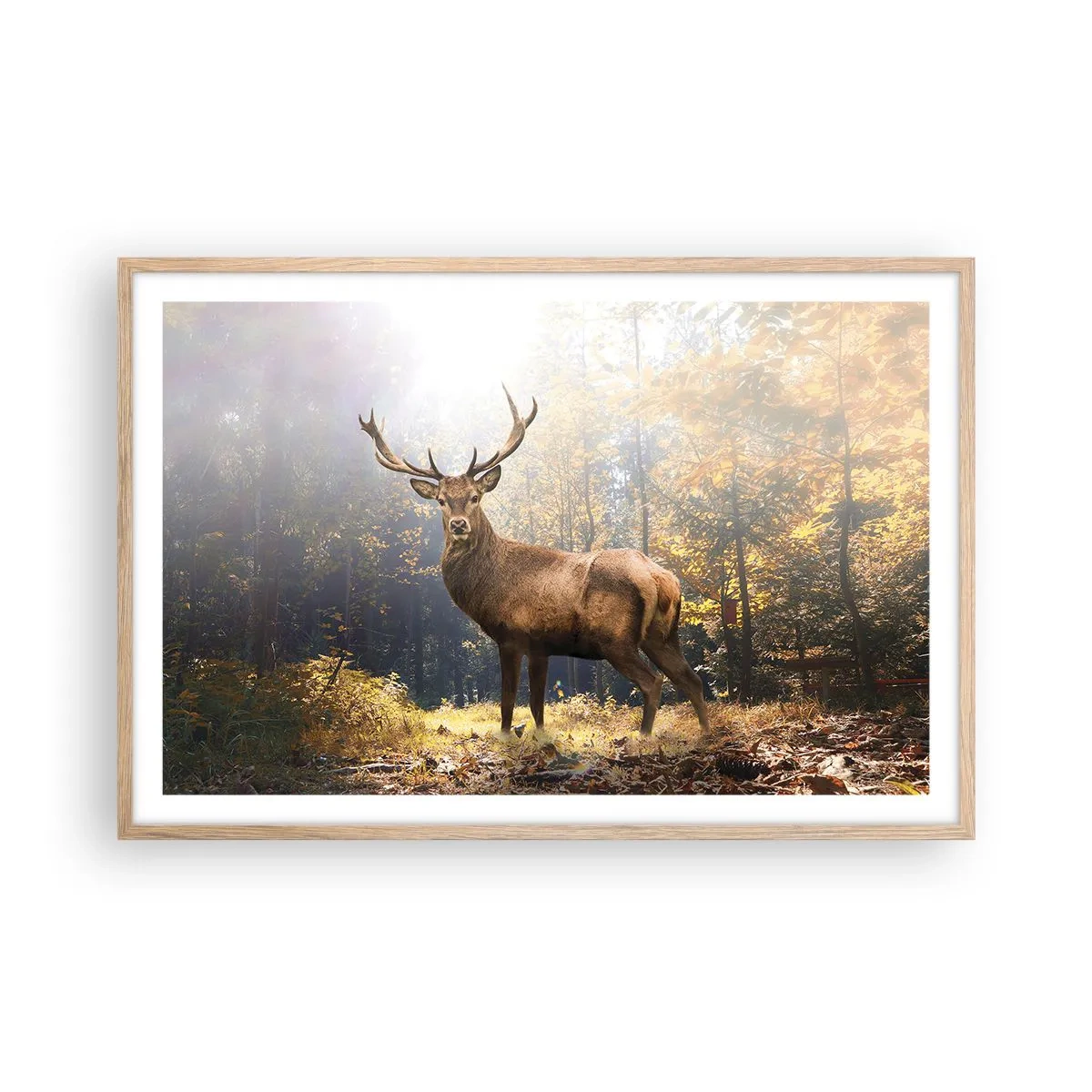 Poster in einem Rahmen aus heller Eiche - In voller Majestät - 91x61 cm