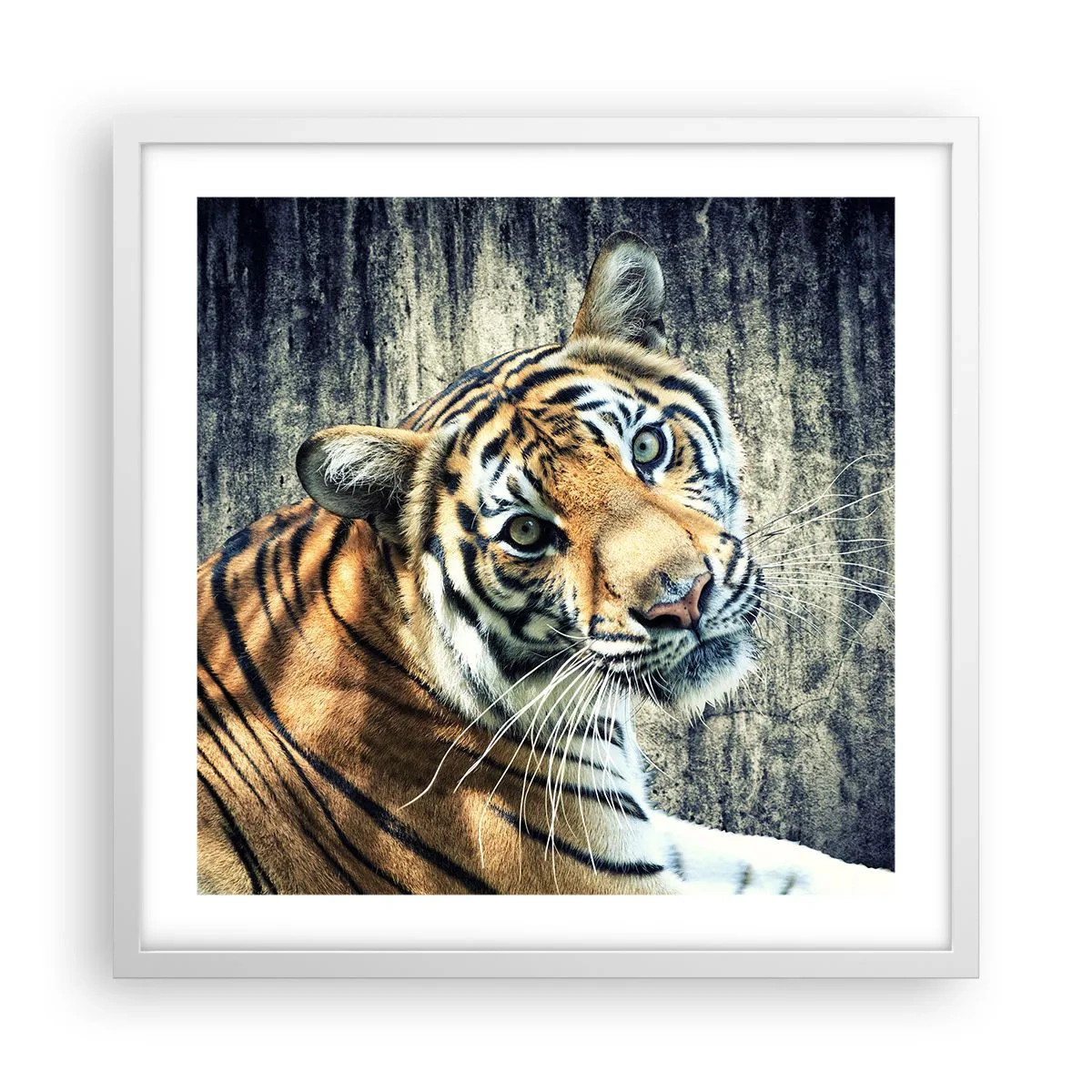 Poster in einem weißen Rahmen - Portrait in Lichtstrahlen - 50x50 cm