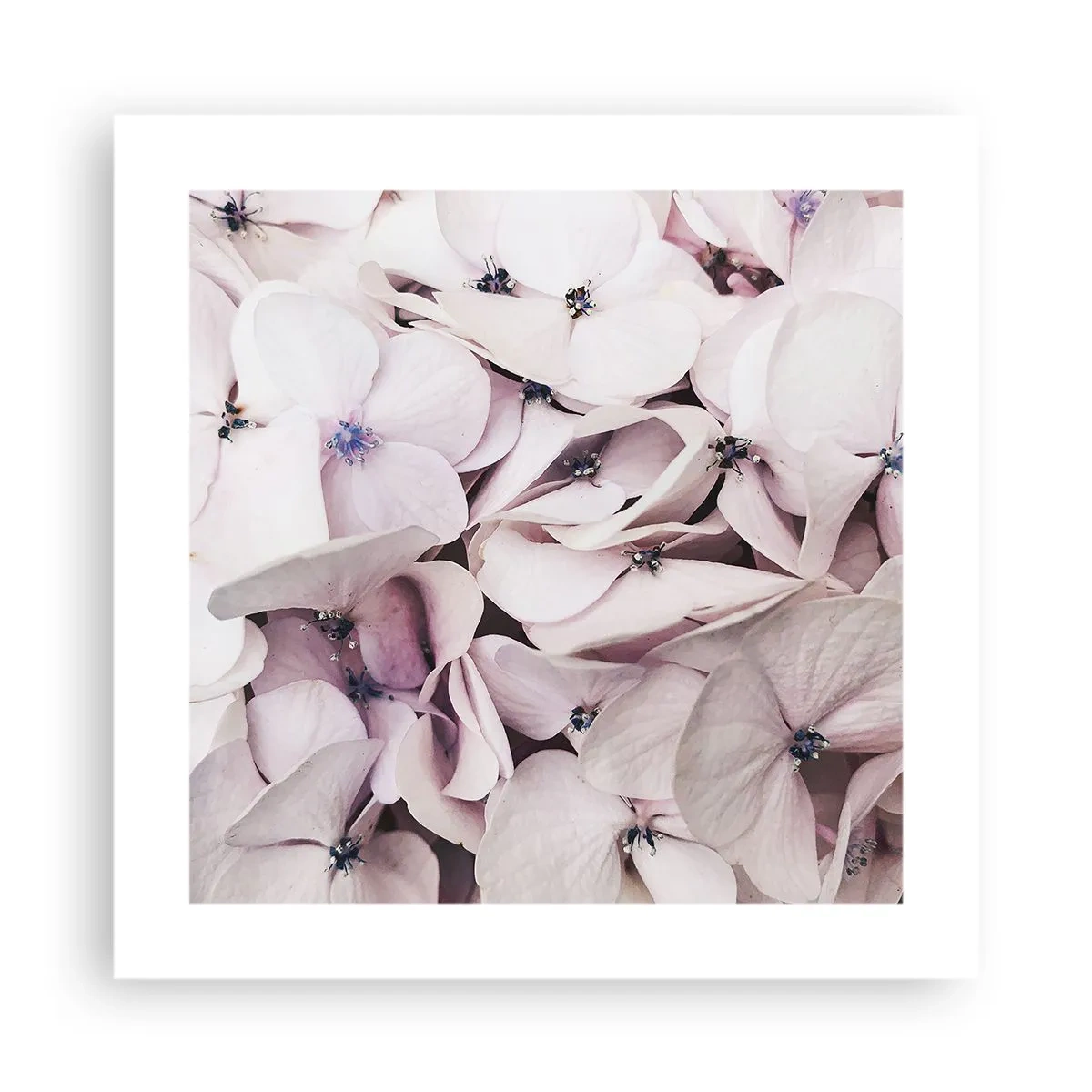 Poster - In einer Blumenflut - 40x40 cm