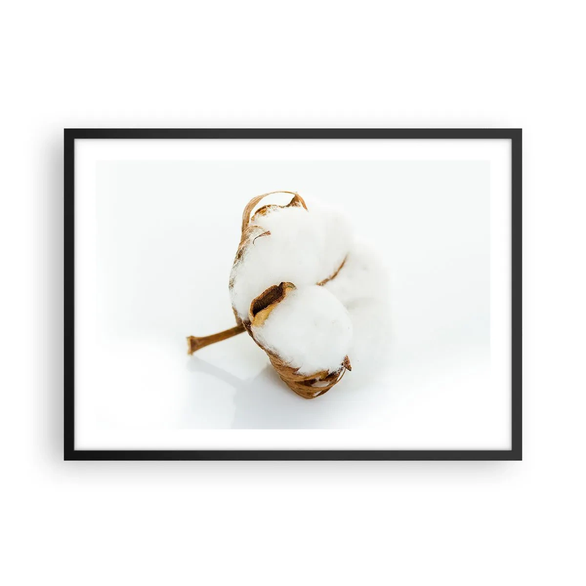 Poster in einem schwarzem Rahmen - Ein Baumwollzweig auf hellem Hintergrund in minimalistischem Ansatz - 70x50cm - Von Natur aus weich - Moderne Wanddekoration für Wohnzimmer und Schlafzimmer ARTTOR