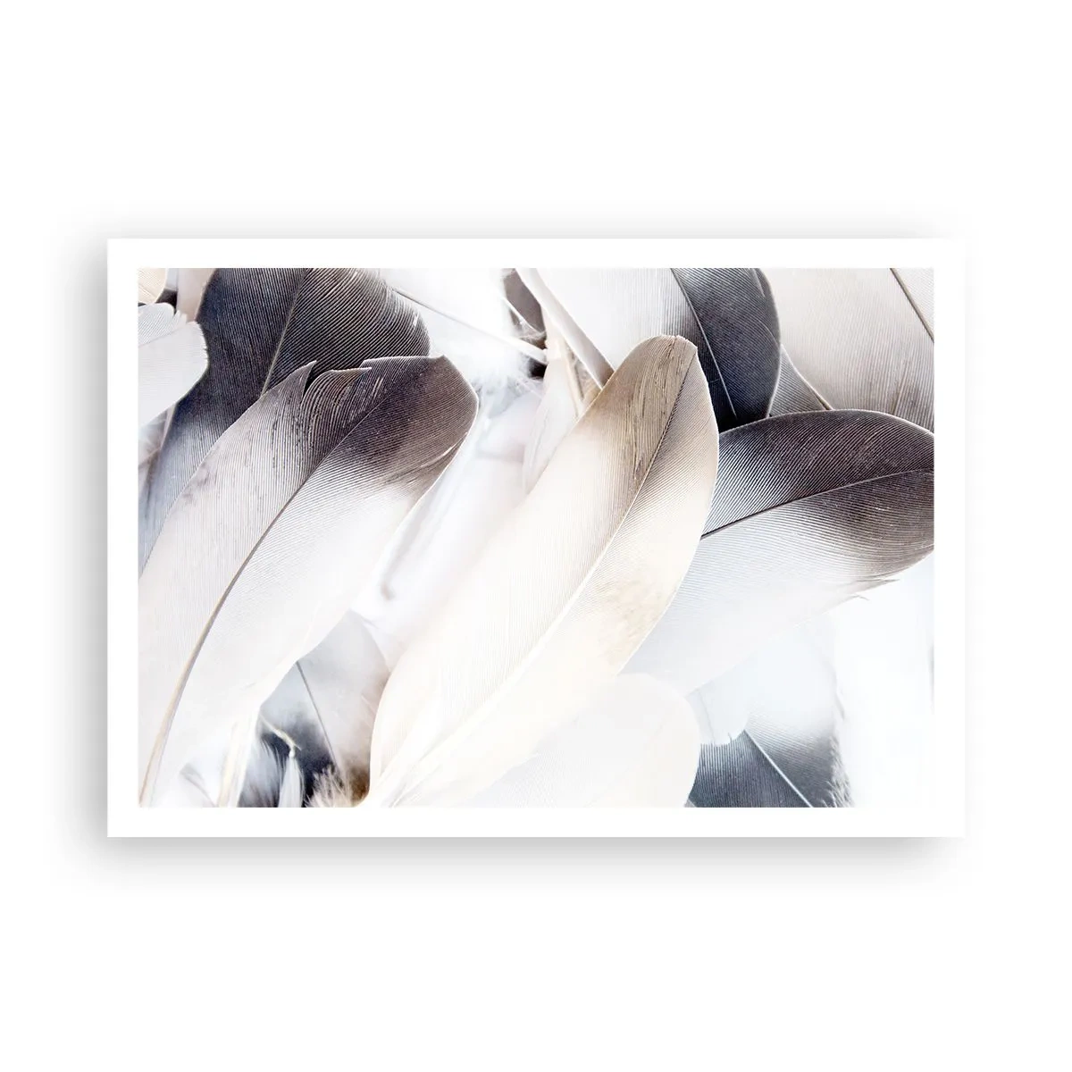 Poster - Nahaufnahme zarter Federn in Weiß- und Grautönen - 100x70cm - Fast engelhaft - Moderne Wanddekoration für Wohnzimmer und Schlafzimmer ARTTOR