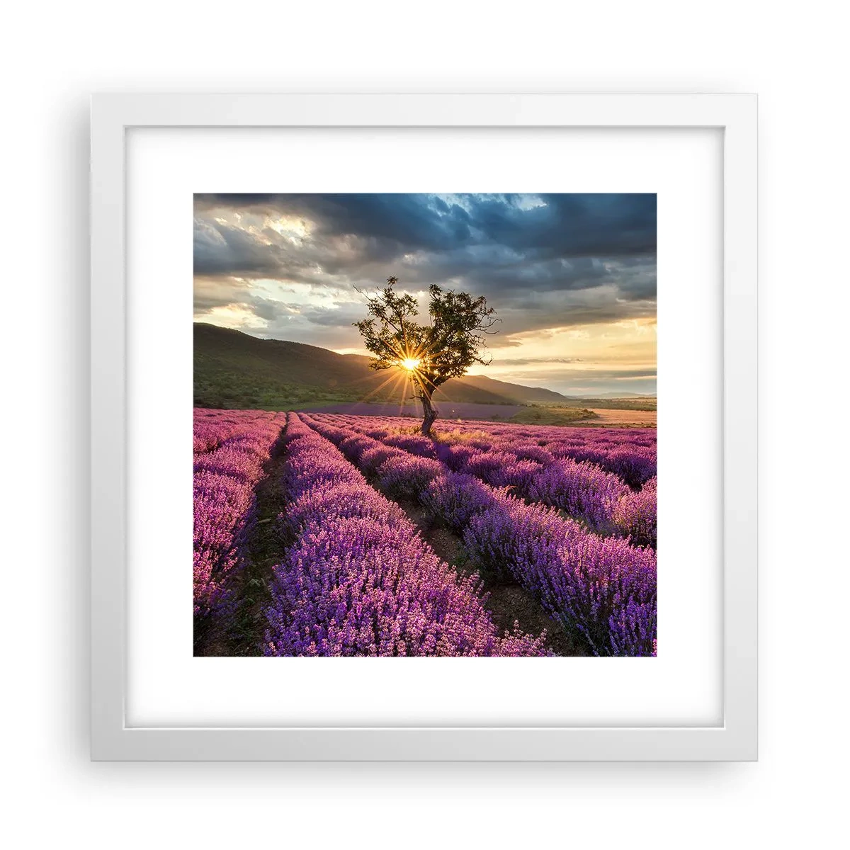Poster in einem weißen Rahmen - Fliederfarbenes Aroma - 30x30 cm