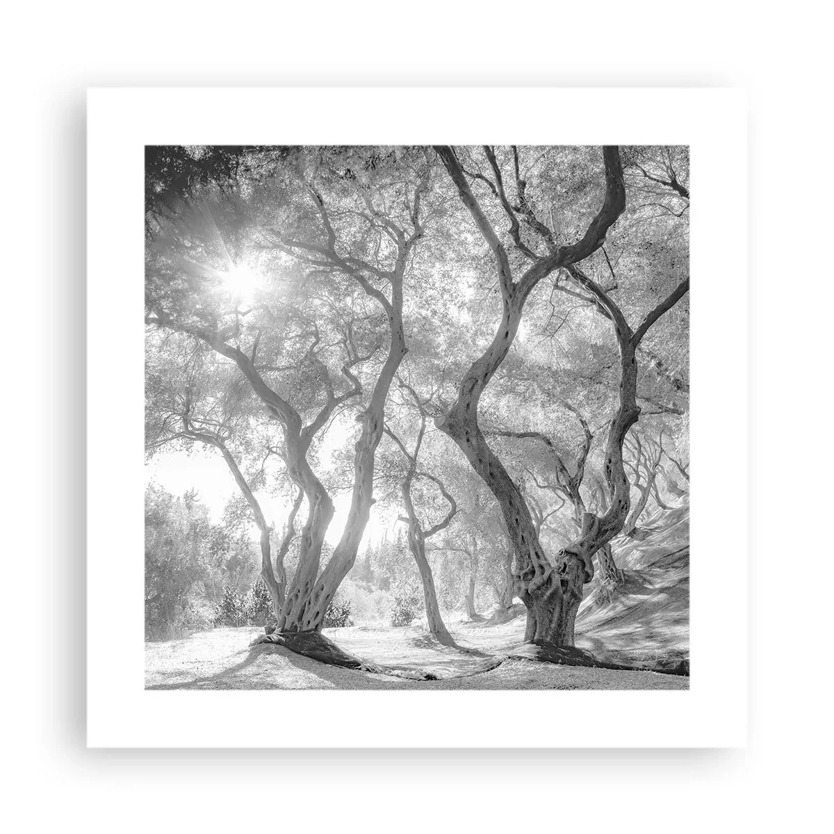 Poster - Im Olivenhain - 40x40 cm