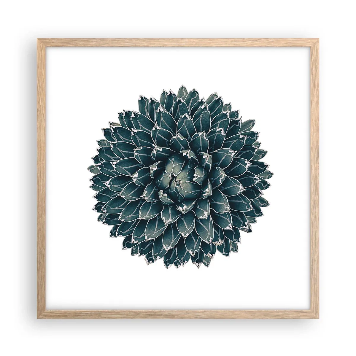 Poster in einem Rahmen aus heller Eiche - Stern der Wüste - 50x50 cm