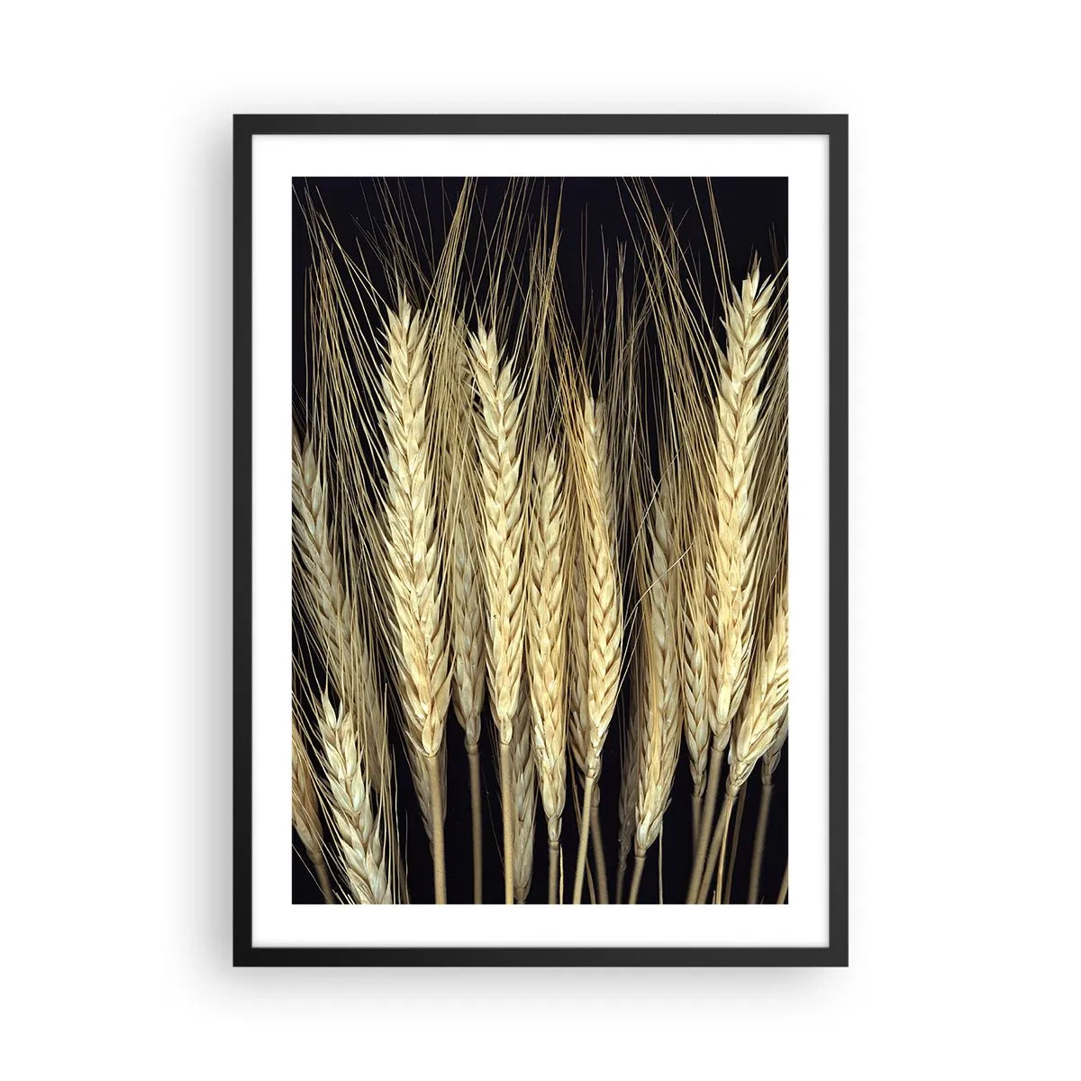 Poster in einem schwarzem Rahmen - Nahaufnahme von Weizenähren vor schwarzem Hintergrund - 50x70cm - Rustikale Magie - Moderne Wanddekoration für Wohnzimmer und Schlafzimmer ARTTOR