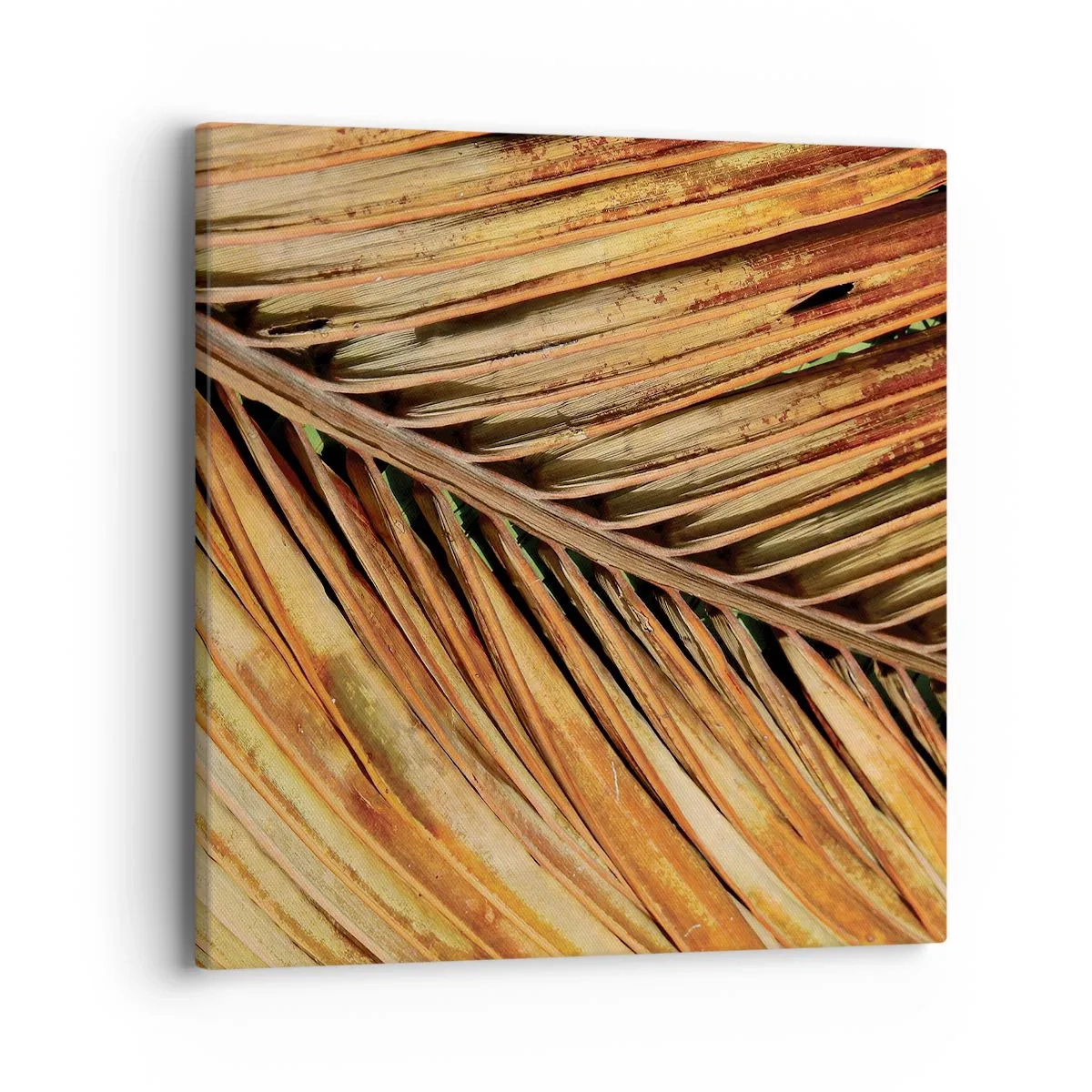 Bild auf Leinwand - Leinwandbild - Kokosnuss-Gold - 40x40 cm