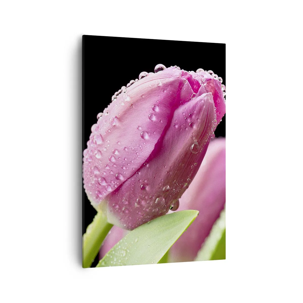 Bild auf Leinwand - Leinwandbild - Rosa Tulpe mit Wassertropfen auf schwarzem Hintergrund - 70x100cm - Lila Traum im Tau - Moderne Wanddekoration für Wohnzimmer und Schlafzimmer ARTTOR